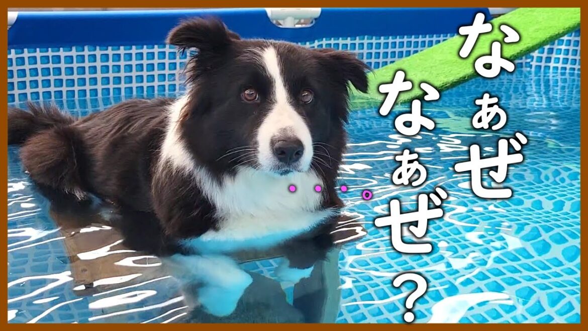 久しぶりのプールで泳げなくなっちゃったボーダーコリー｜巣立った子たち♪(しろ太・天・ポワ)