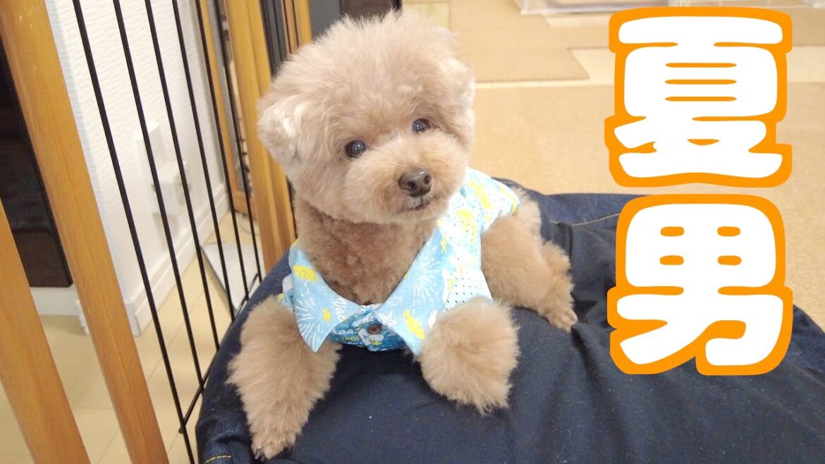 兄犬がトリミングでアロハが似合う夏の男になって帰ってきました！