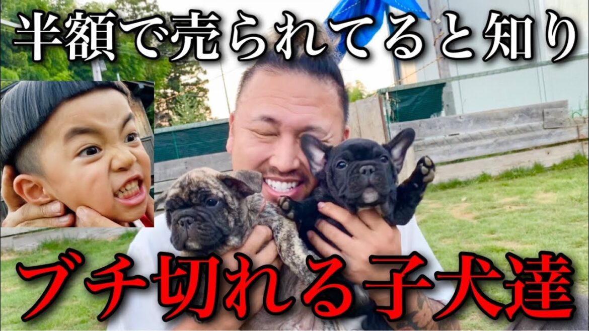 【許すまじ】大幅値下げしたことが子犬達にバレて大騒ぎのフレンチブルドッグ専門ドッグブリーダー犬舎