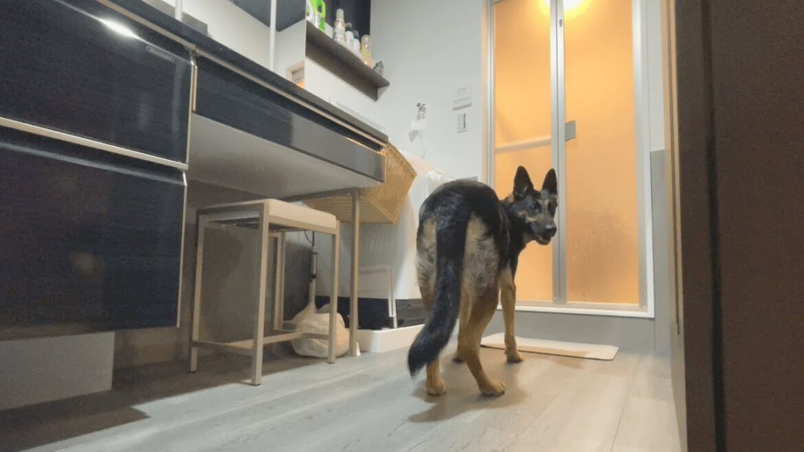 お風呂マットをボロボロにした犯犬の決定的瞬間をとらえました! お風呂マットをボロボロにした犯犬の決定的瞬間をとらえました!