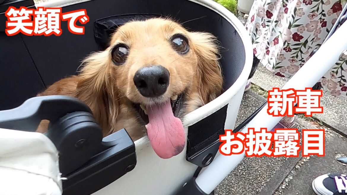 【お披露目】エアバギードーム3でおばあちゃんとご対面!!【カニンヘンダックスえびすの日常】 【お披露目】エアバギードーム3でおばあちゃんとご対面!!【カニンヘンダックスえびすの日常】