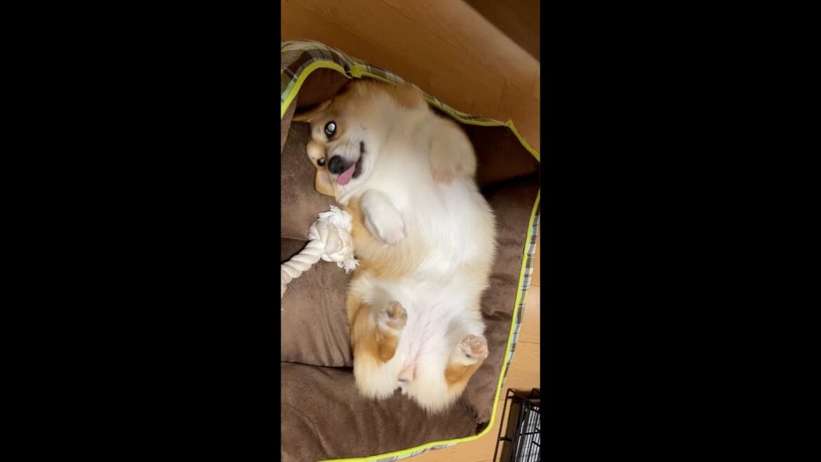 何やら表現しているコーギー / funny movement corgi #shorts