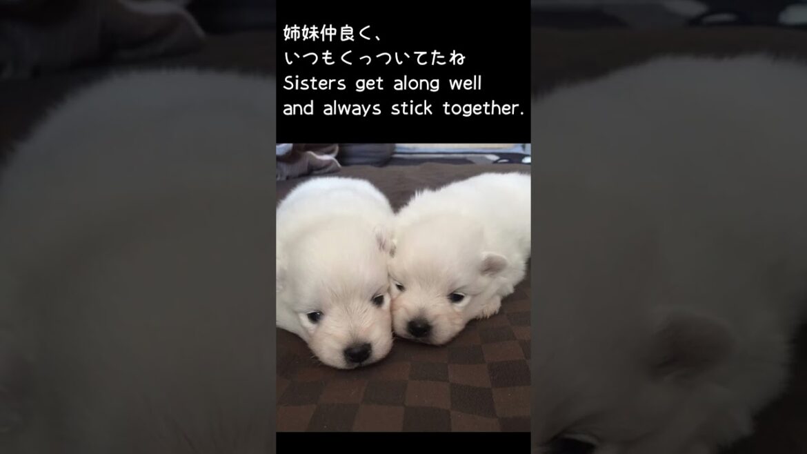 日本スピッツの雪ちゃん,赤ちゃんログPart1　#shorts, #japanesespitz, #ショート
