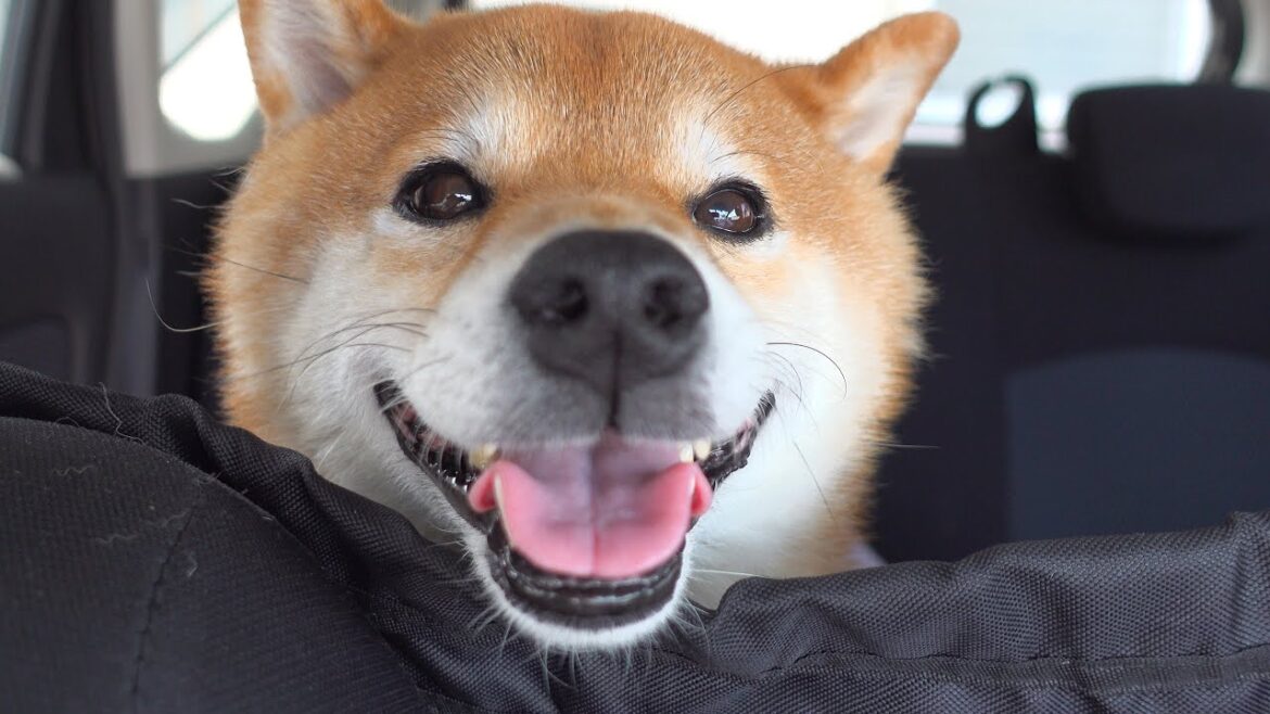 病院で鳴かない…柴犬が悟りを開いた瞬間がこちら。