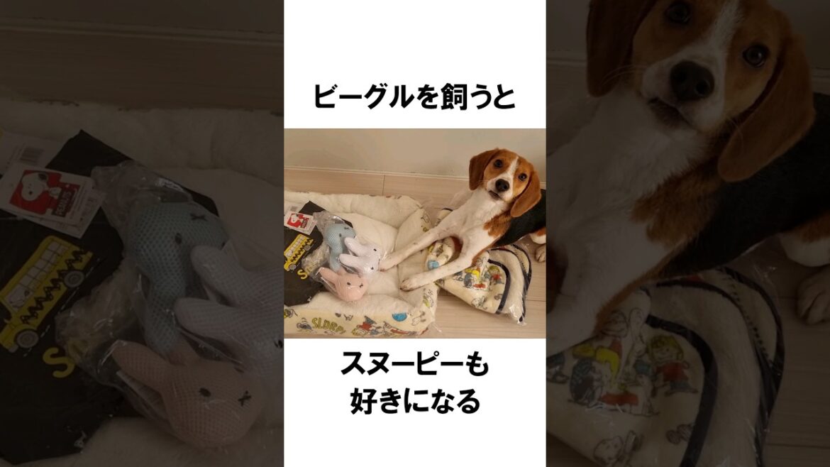 ビーグルあるある