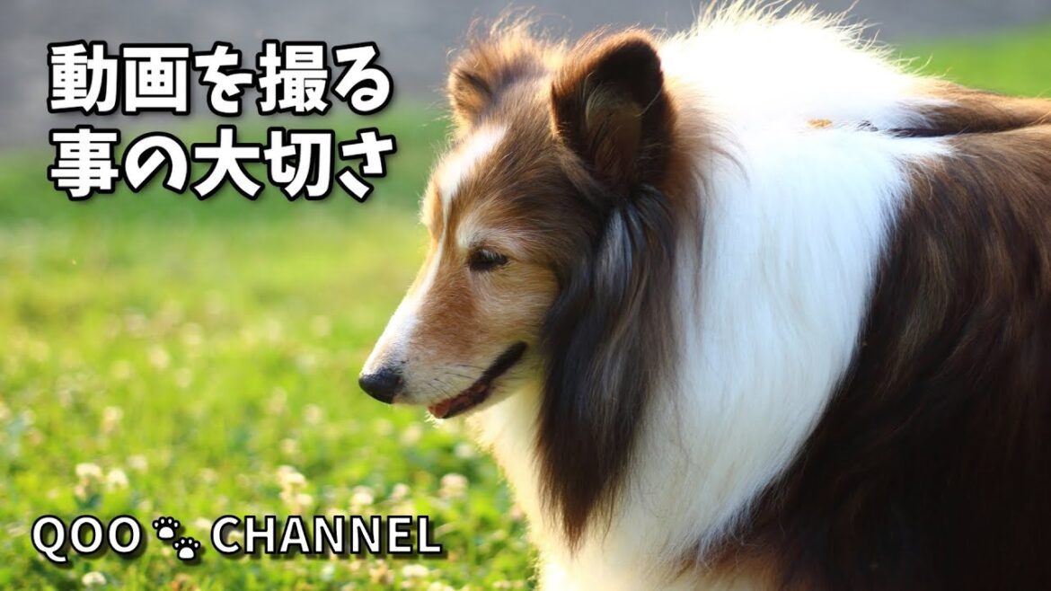 動画を撮ることの大切さ 《シェルティ》 動画を撮ることの大切さ 《シェルティ》