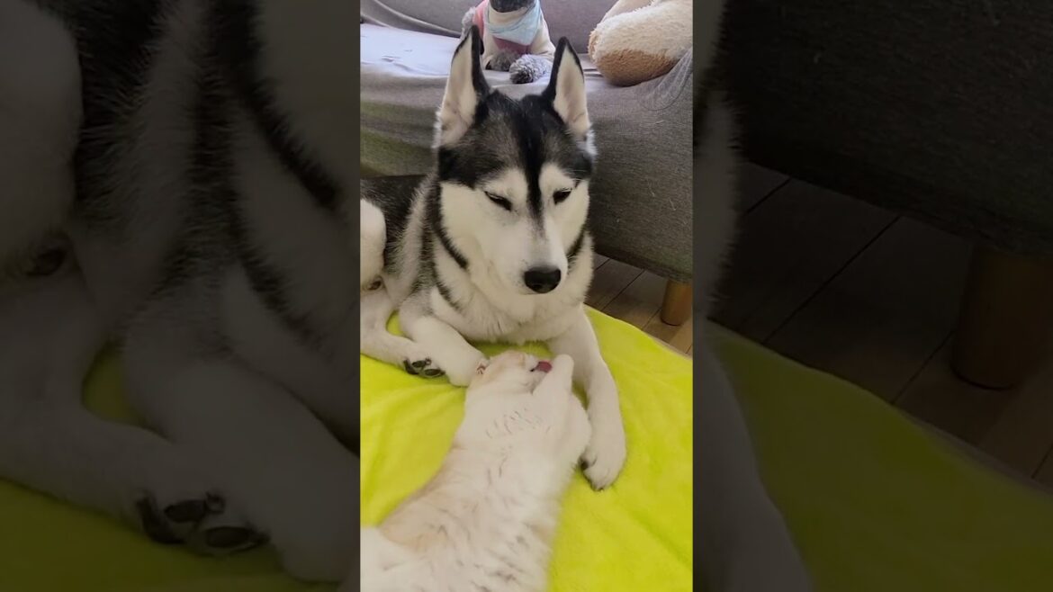 どうしても犬にかまってほしい猫がかわいい...#shorts