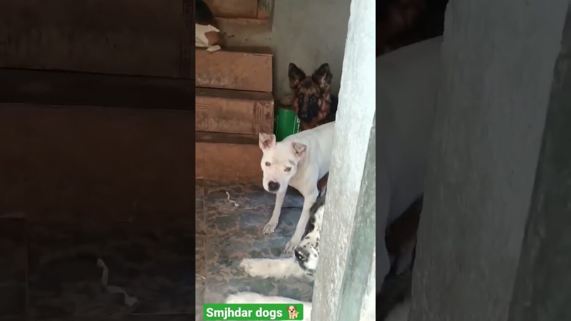 how intelligent is my dog ๐ #pitbull #germanshepherd #husky #beagle #saintbarnard #shorts #viral how intelligent is my dog ๐ #pitbull #germanshepherd #husky #beagle #saintbarnard #shorts #viral