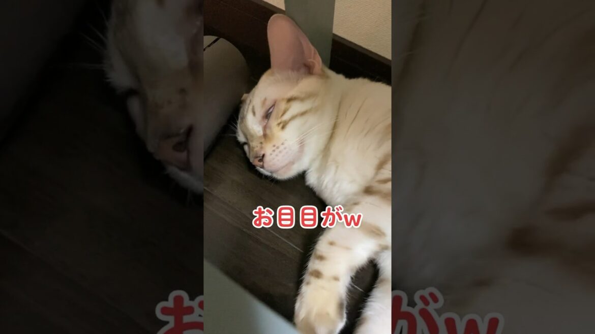 【子猫動画】お目目が半開きw ホワイトベンガル　生後6ヶ月！　アイドル 　ベンガル猫　ネコ　ねこ　#cat #ベンガル #猫 #bengalcat #bengal #ベンガル猫 #子猫