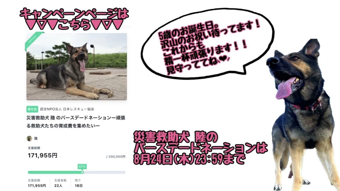 レスキュー60☆☆陸ちゃんのバースデードネーション☆☆ レスキュー60☆☆陸ちゃんのバースデードネーション☆☆