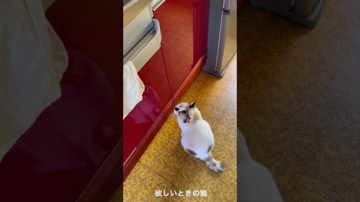 【保護猫】欲しいときの猫【野良猫】 【保護猫】欲しいときの猫【野良猫】