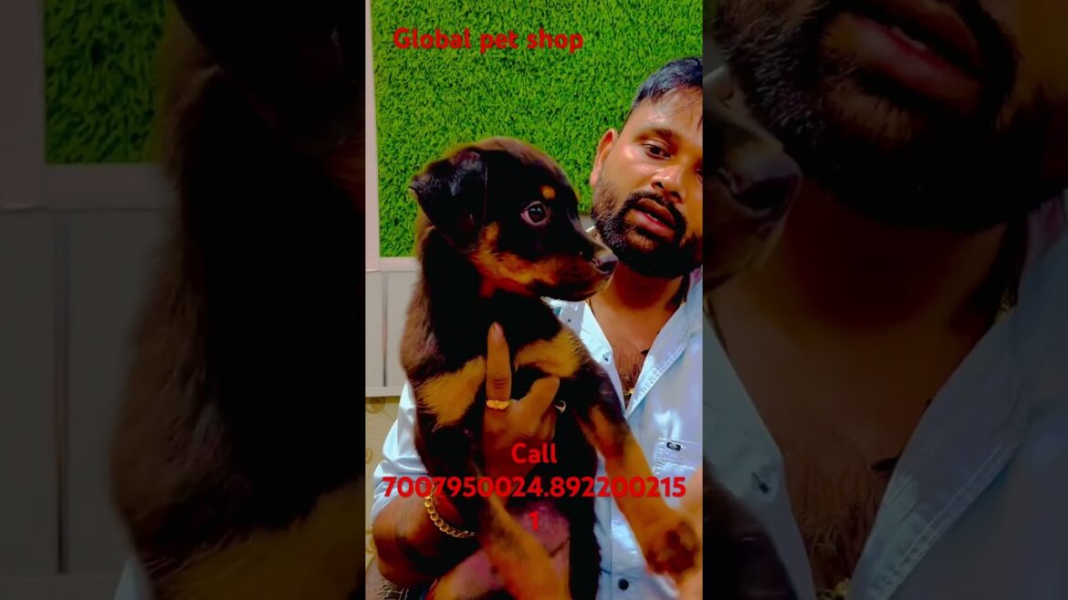 Rottweiler male puppy cheap price cal7007950024.8922002151#youtubeshorts @THEROTT @snappygirls02