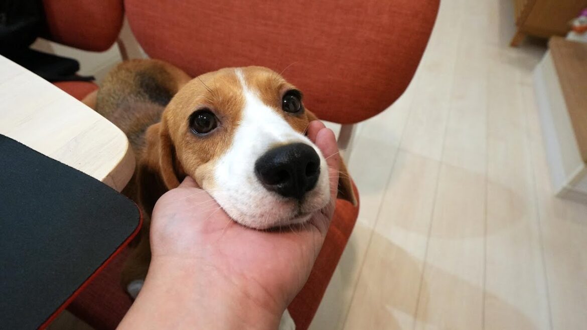 生活力0のパパとビーグル犬の二人暮らし 生活力0のパパとビーグル犬の二人暮らし