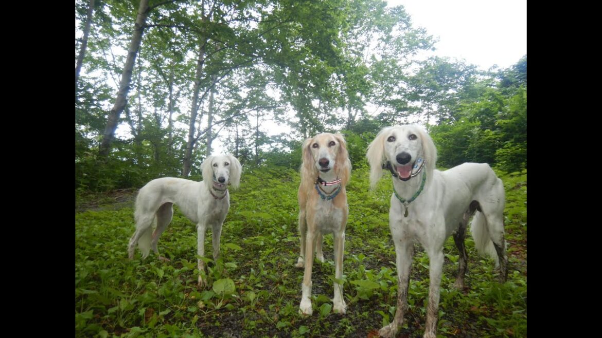 サルーキ　ぽぽ・喜八！今日もシャンプー決定ね♪（Saluki）