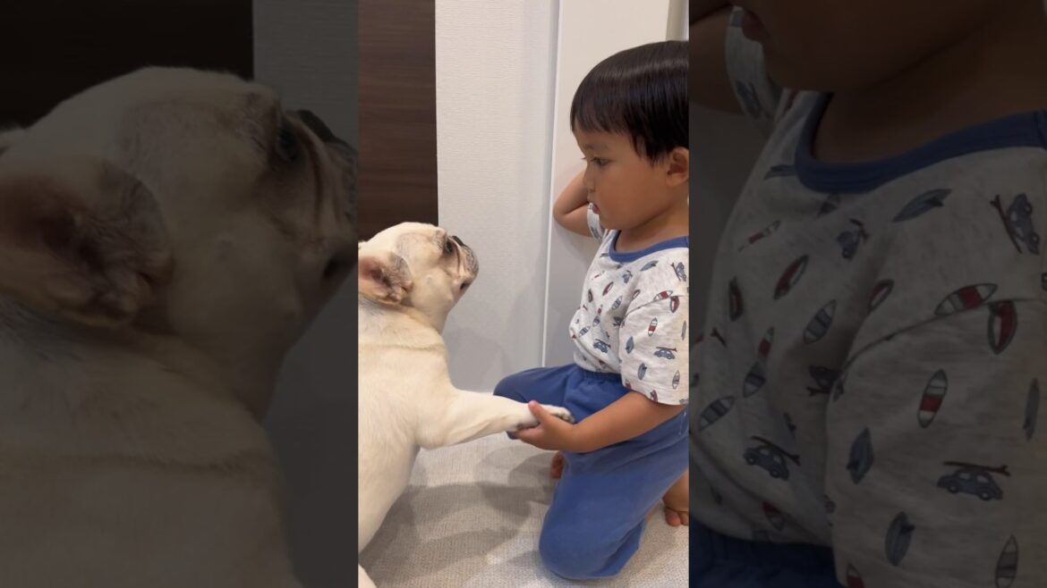 子供嫌いの元保護犬に突き飛ばされても冷静にオヤツをあげる3歳児 #shorts #フレンチブルドッグ