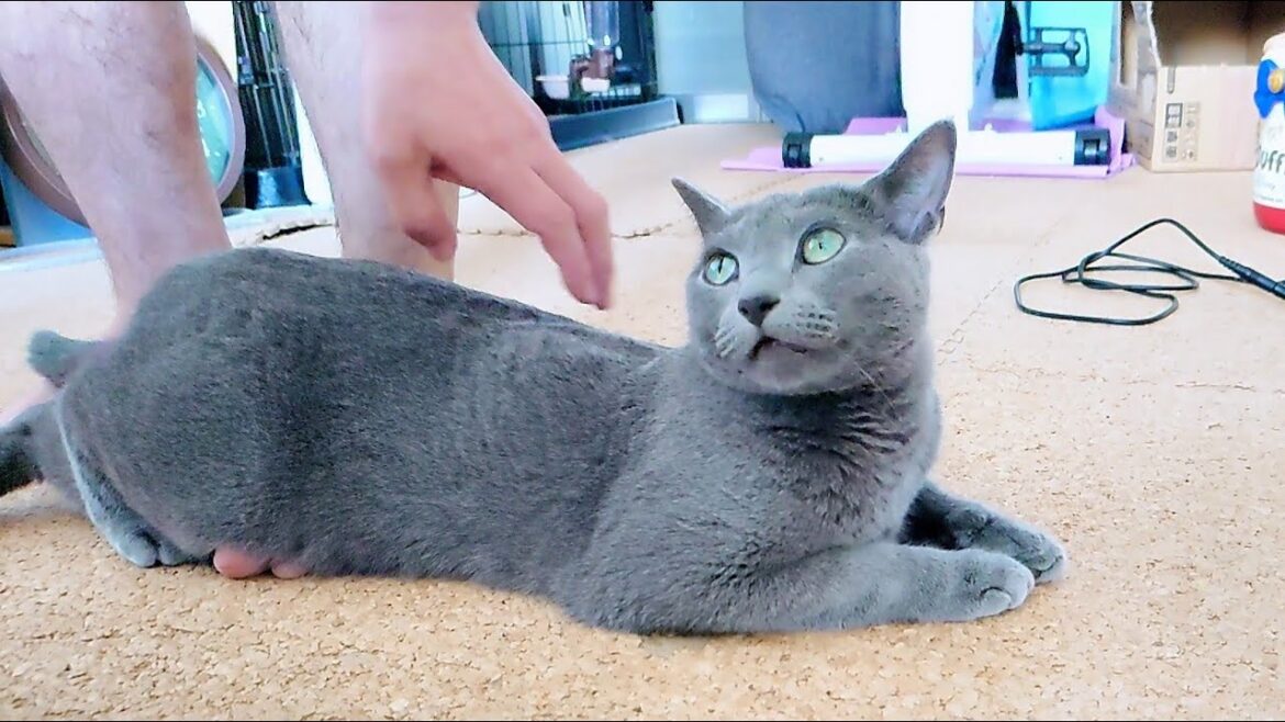 【猫動画】ストレッチ中の旦那に甘えたいロシアンブルー【russianbule】Russian blue that wants to be spoiled by its owner 【猫動画】ストレッチ中の旦那に甘えたいロシアンブルー【russianbule】Russian blue that wants to be spoiled by its owner