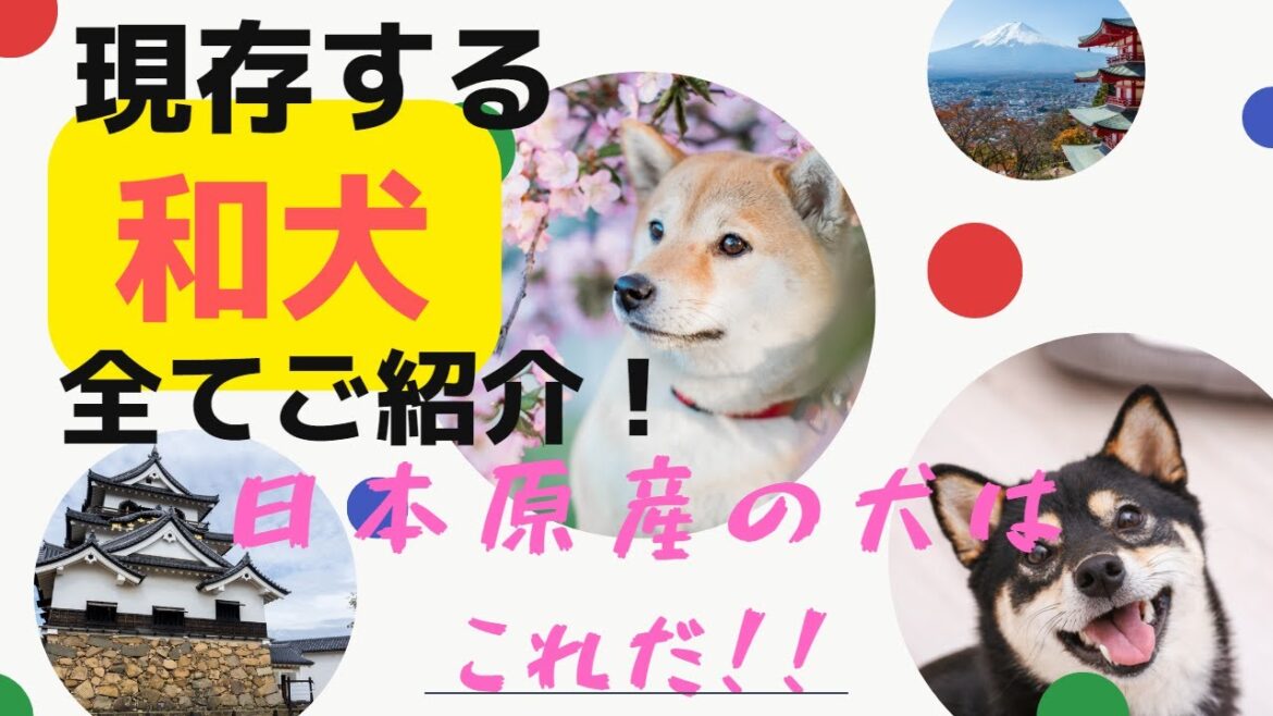 【改訂版】現存する「天然記念物に指定された犬」の全て