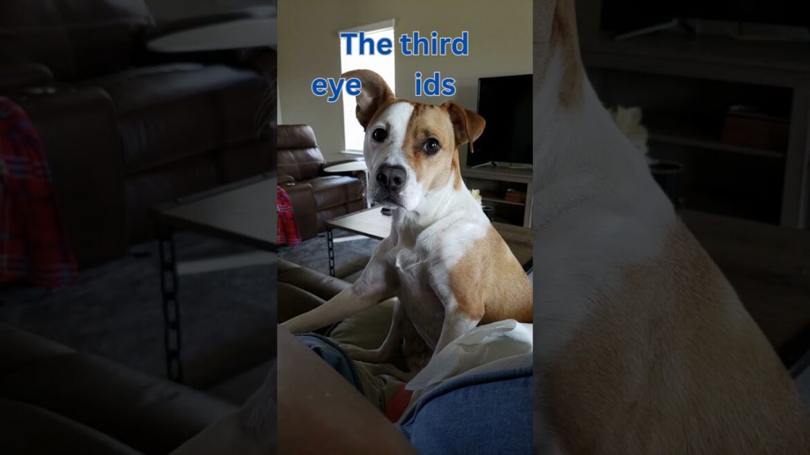 Dogs have three eyelids...