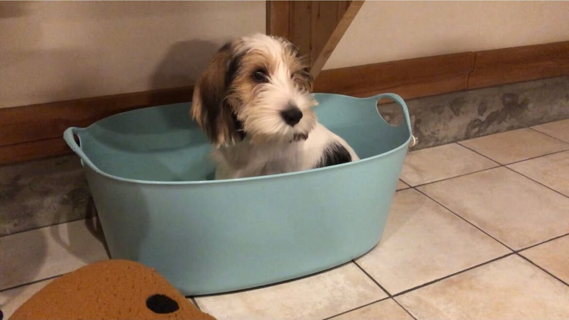 まだ遊びたいプチバセの子犬、就寝拒否 まだ遊びたいプチバセの子犬、就寝拒否