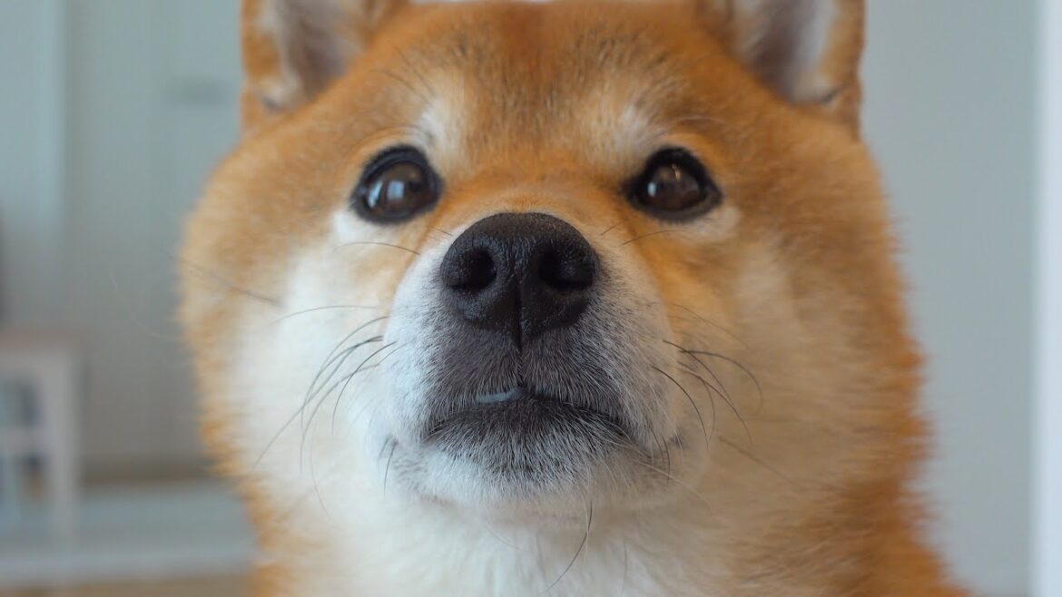 留守番の様子を観察したら柴犬の健気さに涙が出ました。。