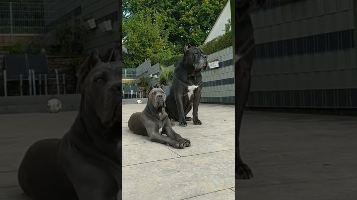 Hey cane❤ #fypシ #fypシ #dog #youtube