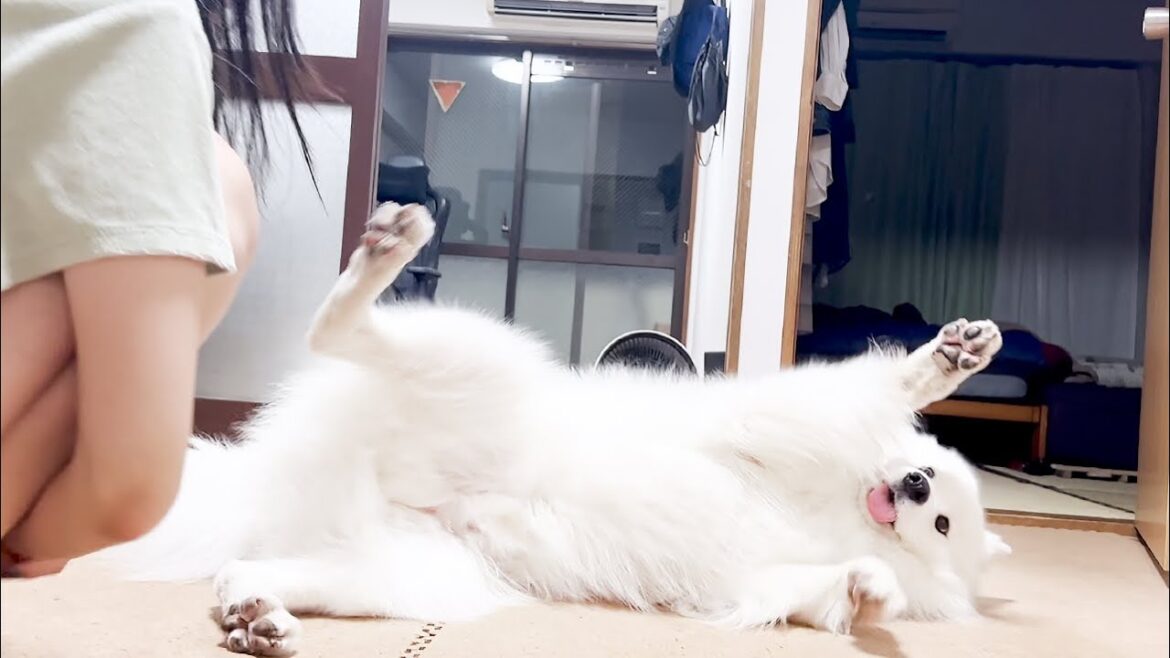 大好きなママにはすぐにお腹を見せてしまう犬【サモエド】