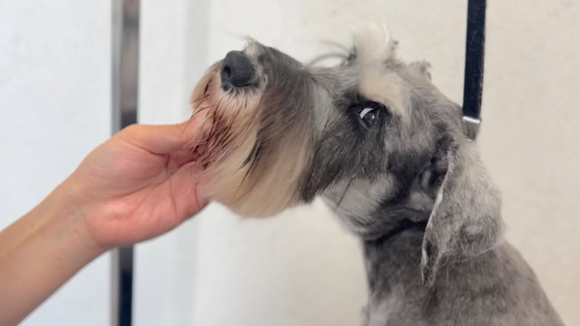 しっかりとした体格のミニチュアシュナウザーのトリミング✂︎（バロンくん）