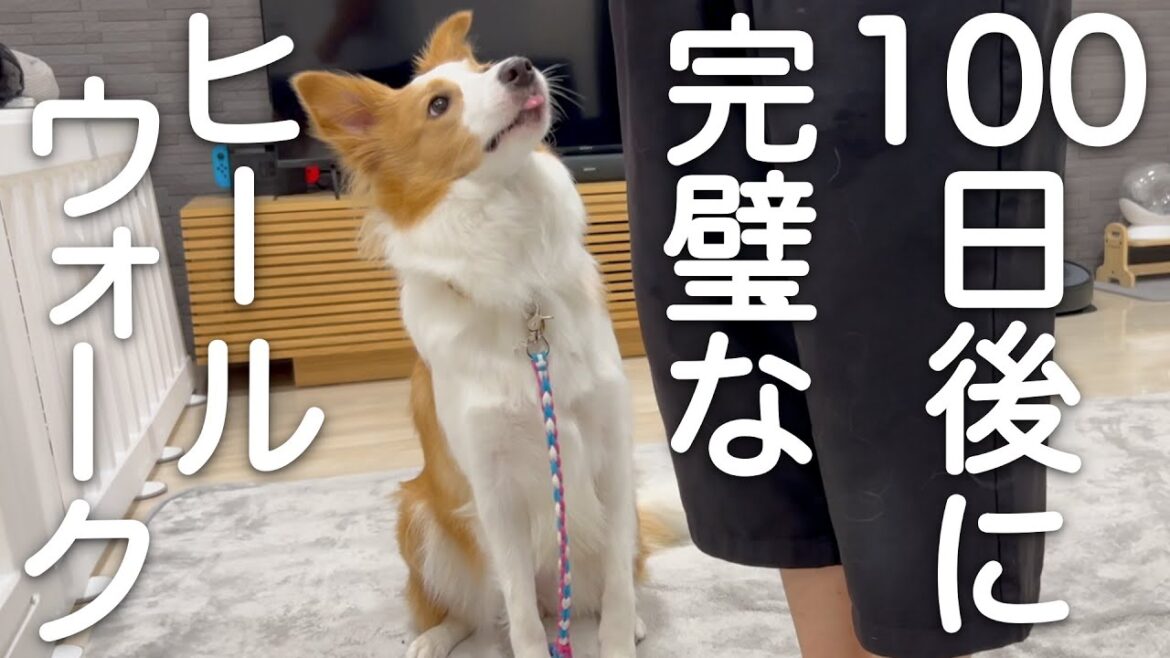 100日後に完璧なヒールウォークをするボーダーコリー【しつけ・ウィーブ・トリック遊びなど】