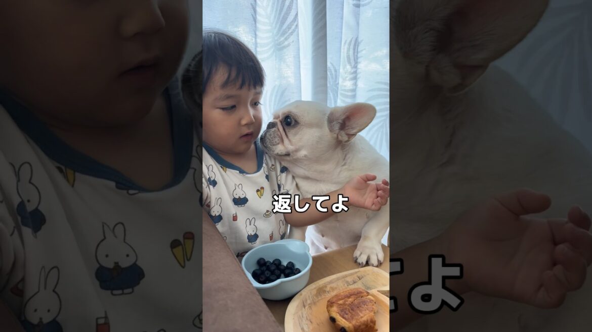3歳児が触ると怒ってしまう犬でも唯一この時だけは逆らえない… #shorts #保護犬 #フレンチブルドッグ