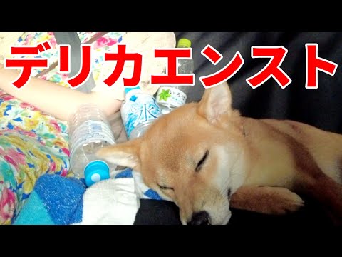 【動かなくなりました】旅を支えたデリカがエンスト 柴犬小夏 山口家族旅最終回 北九州&広島 【動かなくなりました】旅を支えたデリカがエンスト 柴犬小夏 山口家族旅最終回 北九州&広島