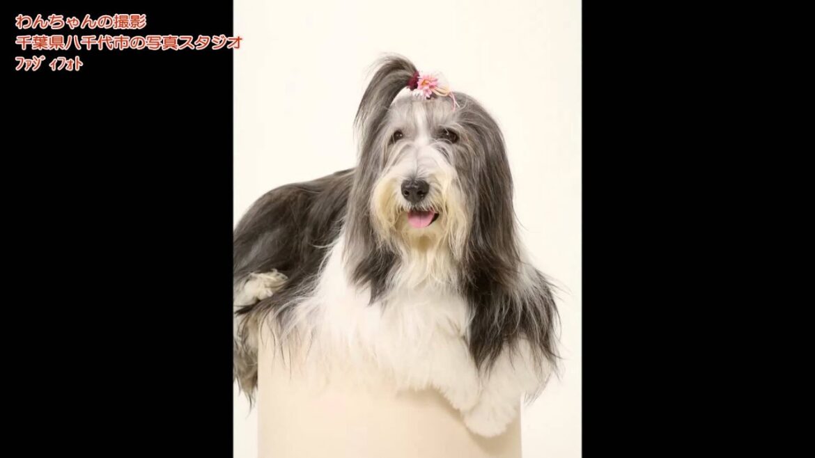 ビアデットコリー 犬と家族写真の写真館 千葉県 ビアデットコリー 犬と家族写真の写真館 千葉県