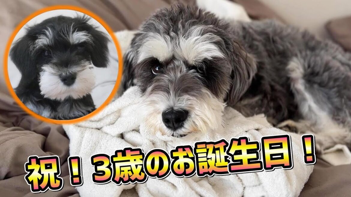 ３歳の誕生日をささやかながら精一杯お祝いする、犬一匹と男一人！