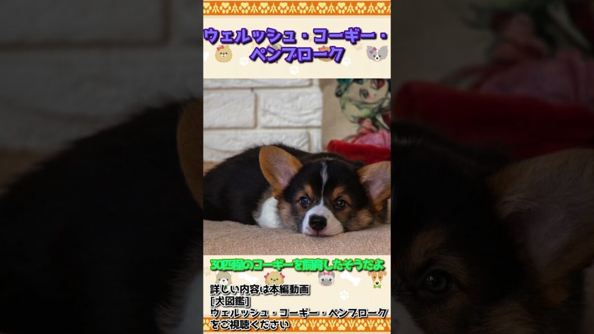 #shorts[犬図鑑]コーギー