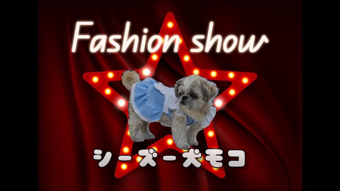 シーズー犬モコのファッションショー