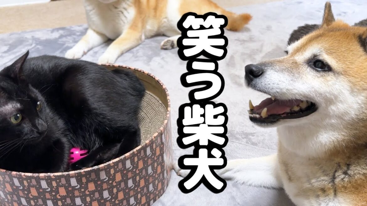 猫たちが今日も平和に遊んでる様子を見て笑顔が絶えない柴犬