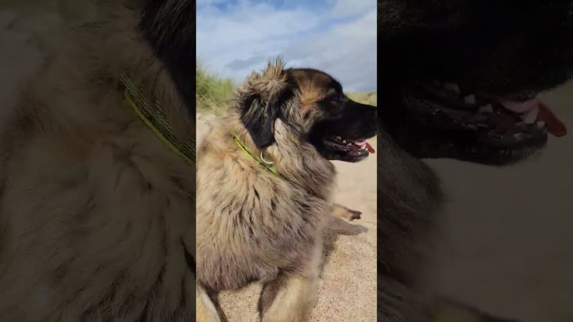 THE MOST BEAUTIFUL GIRL EVER #dog #amazingdogs #leonberger #beach #dogsrule