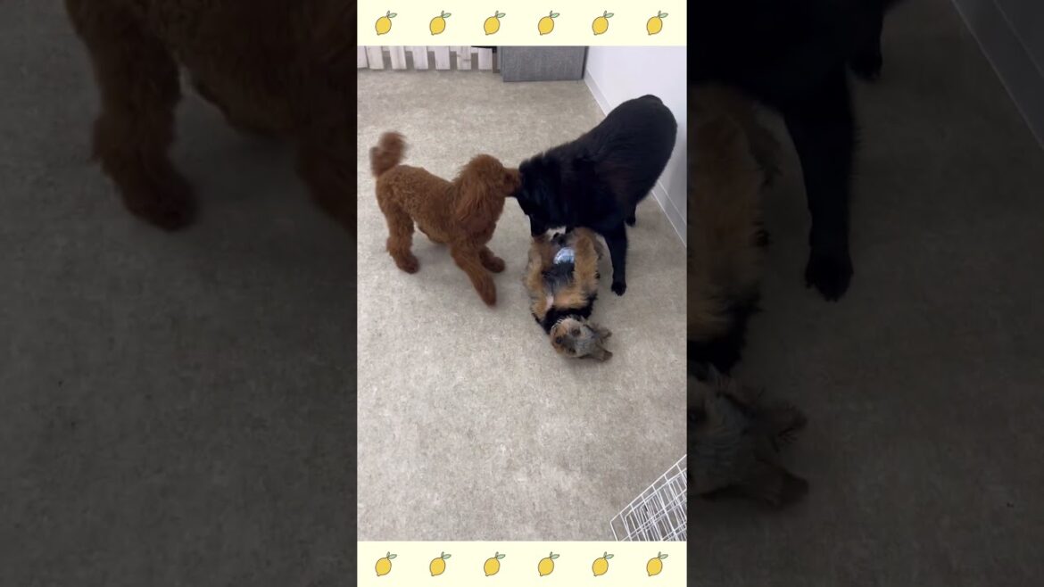 犬のようちえん・ほいくえん・お泊りトレーニング#スキッパーキ#犬のしつけ#shorts 犬のようちえん・ほいくえん・お泊りトレーニング#スキッパーキ#犬のしつけ#shorts