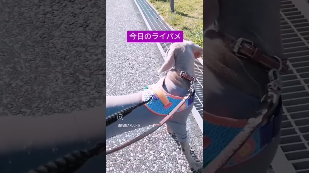 ワイマラナー 今日の ライパメ。#weimaraner #ワイマラナー #大型犬#大型犬のいる生活 #多頭飼い