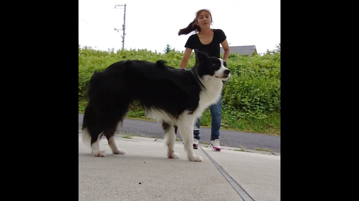 売残りボーダーコリーだって頑張れば…