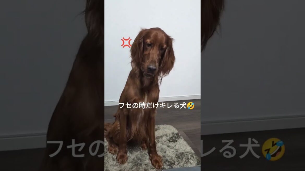 フセの時だけキレる犬 #irish #irishsetter #アイリッシュセッター #大型犬 #大型犬のいる生活