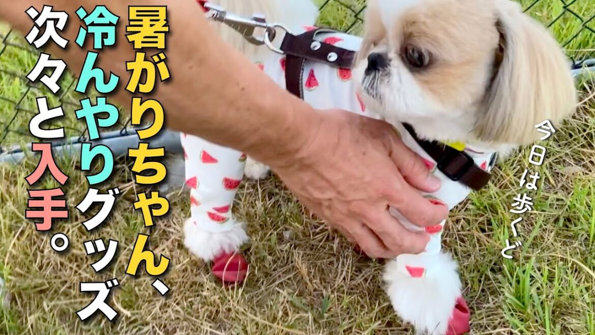 【シーズー】暑がりちゃんのために、冷んやりグッズを次々と入手！www【273】