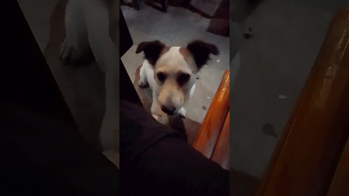 Watch How This Dog Begs for Food! #adorable #shorts #viral