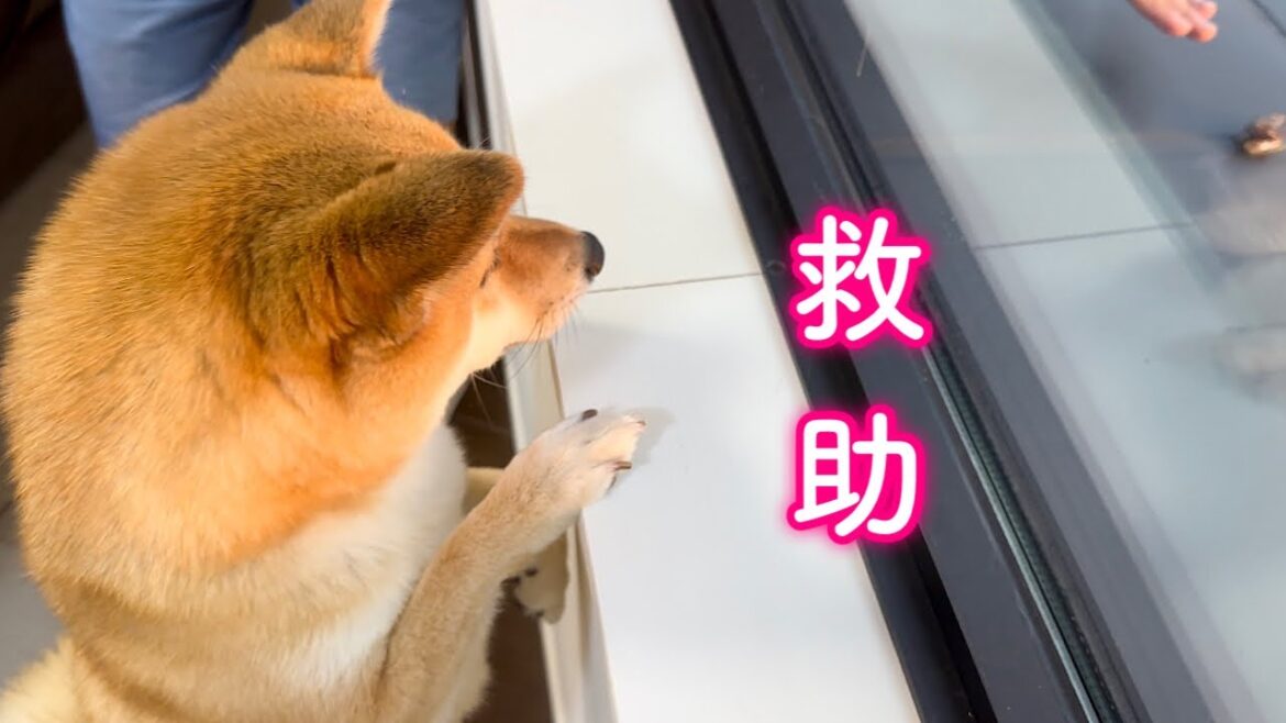 まさかの出来事に一時騒然とするもパパの力になろうと頑張る柴犬が可愛い