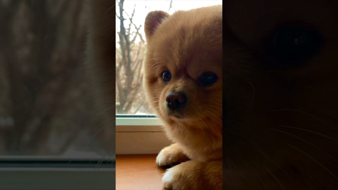 cute dog pets #spitz #dog #doglover #cutepets