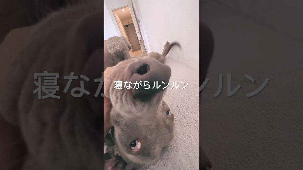 ご機嫌でお昼寝する愛犬 #ワイマラナー #大型犬 #犬のいる暮らし