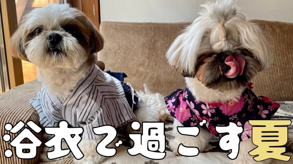 [シーズー多頭飼い]浴衣で過ごす夏