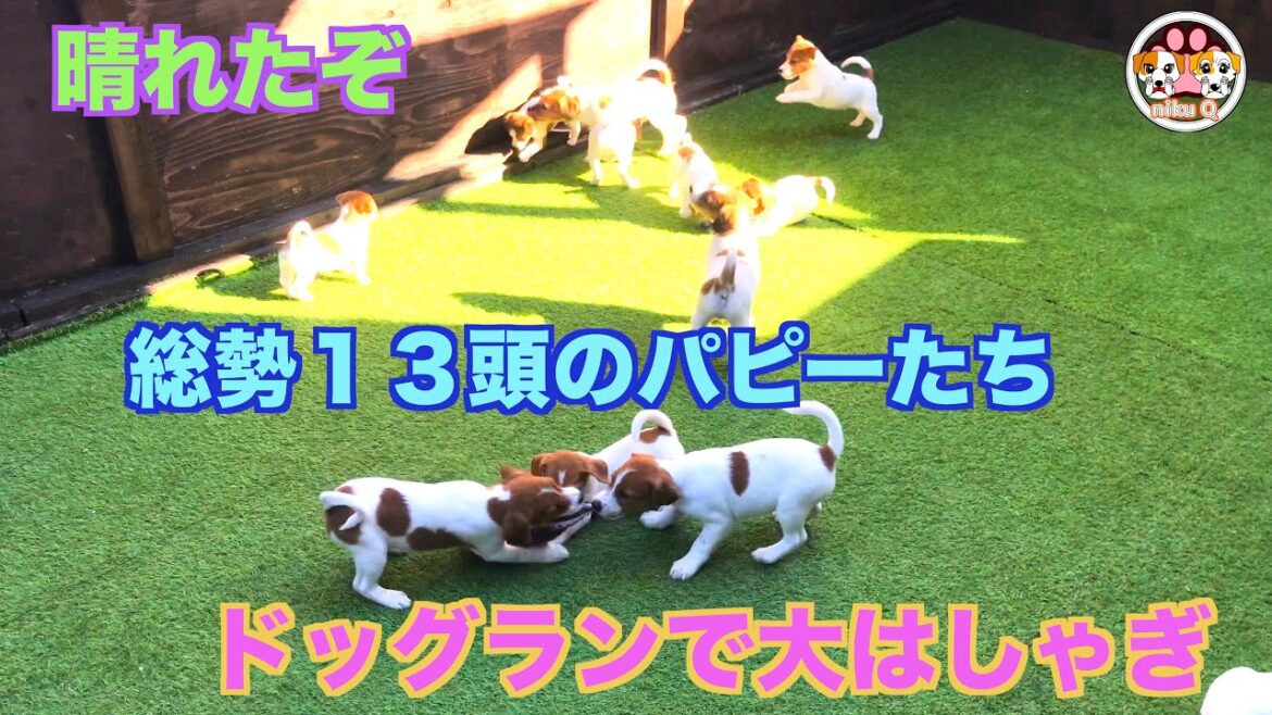 【ジャックラッセルテリア】晴れたので、総勢１３頭の子犬ちゃんをドッグランで遊ばせたら大はしゃぎでした！！「動物癒し動画」にくきゅう