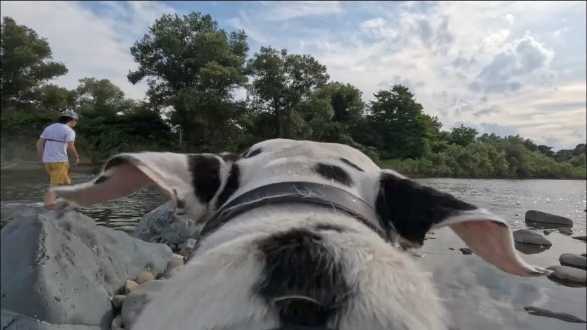 【川散歩】🐶暑すぎる今日🥵川に行こうマシュ💨【ダルメシアン】
