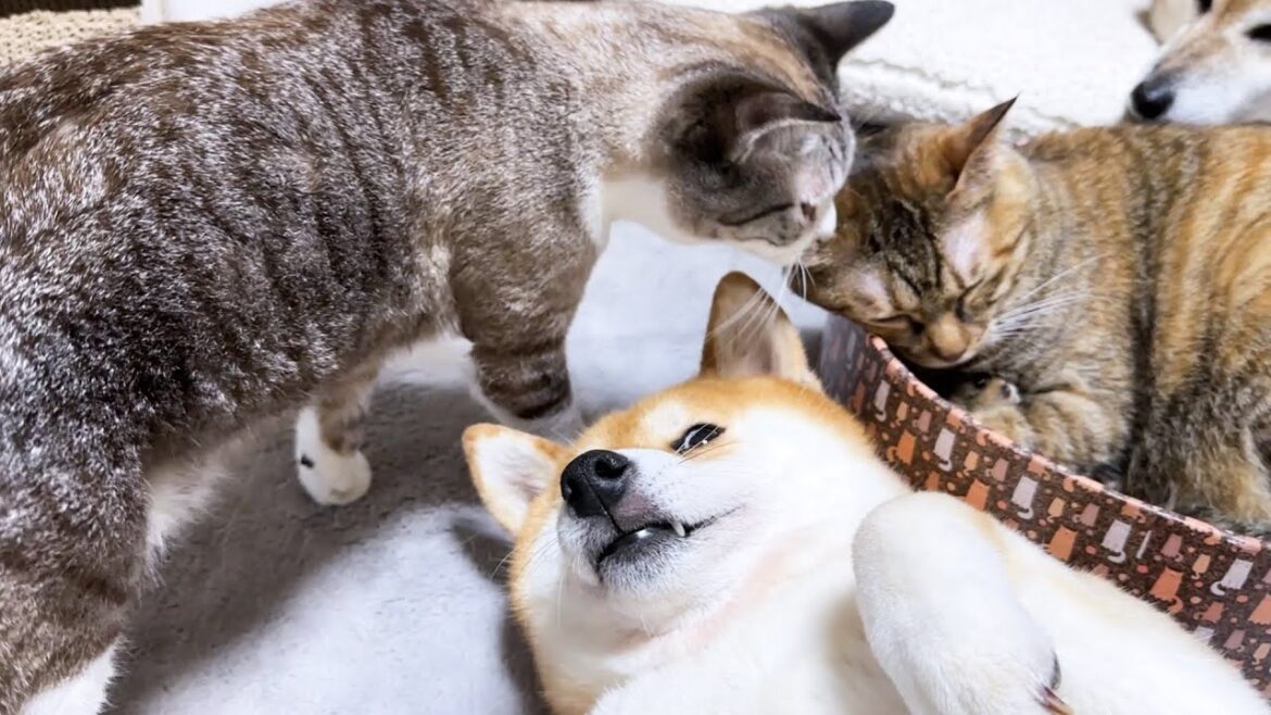 麦わら猫がお昼寝をしているとなぜか柴犬や猫たちが近くに集まってきます！