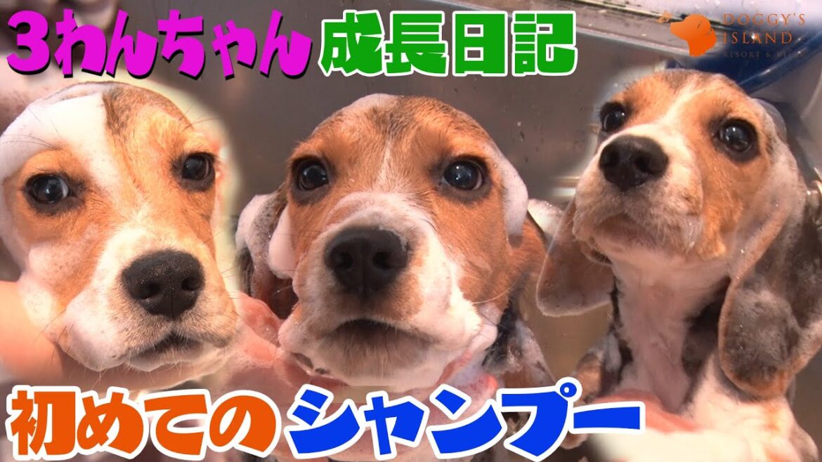 【ビーグル子犬成長日記】子犬たちが初めてシャンプーに挑戦!水は大丈夫かな?じっとしていられるかな? 【ビーグル子犬成長日記】子犬たちが初めてシャンプーに挑戦!水は大丈夫かな?じっとしていられるかな?
